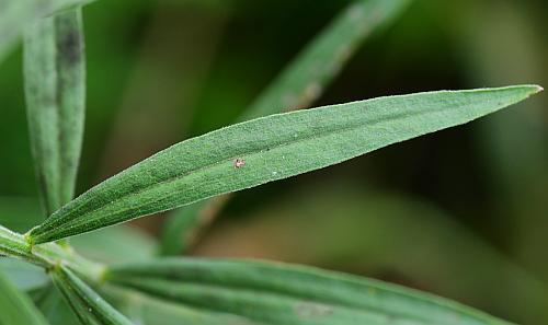 Euthamia_graminifolia_leaf1.jpg