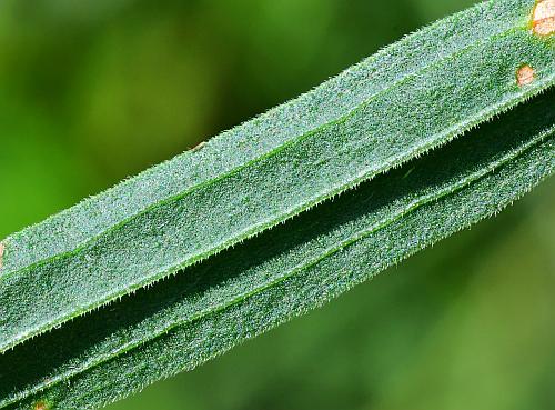 Euthamia_graminifolia_leaf2.jpg