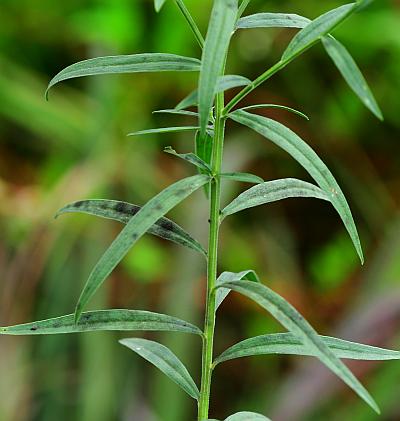 Euthamia_graminifolia_leaves1.jpg