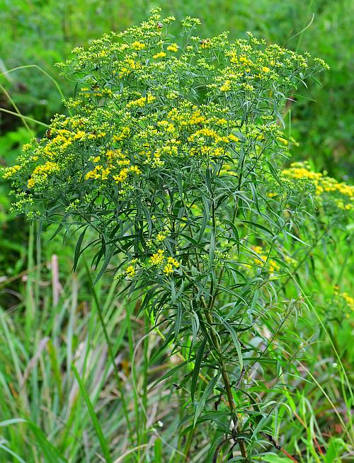 Euthamia_graminifolia_plant.jpg