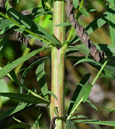 Euthamia_graminifolia_stem1.jpg