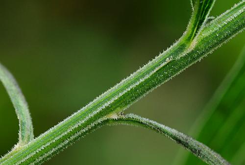 Euthamia_graminifolia_stem2.jpg