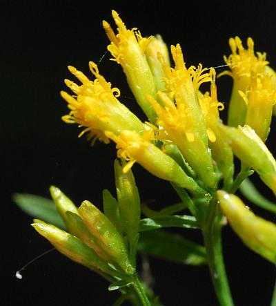 Euthamia_leptocephala_heads.jpg