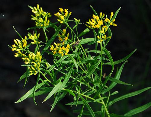 Euthamia_leptocephala_inflorescence.jpg