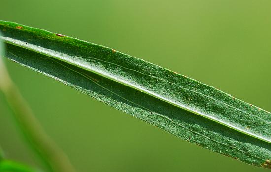 Euthamia_leptocephala_leaf2.jpg