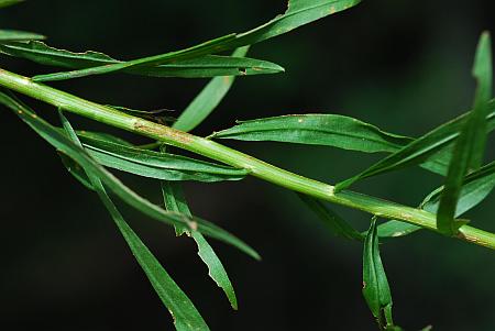 Euthamia_leptocephala_leaves.jpg