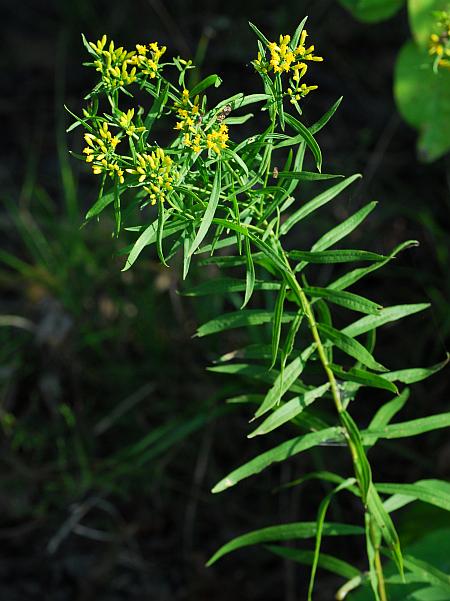 Euthamia_leptocephala_plant.jpg