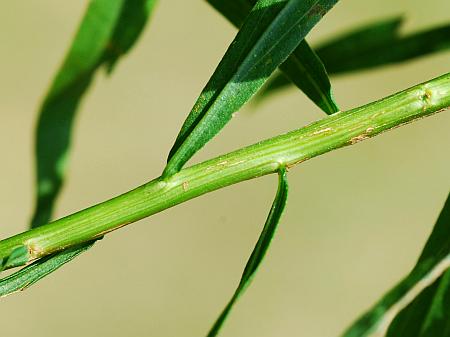 Euthamia_leptocephala_stem.jpg