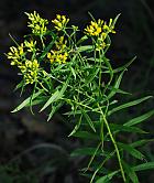 Euthamia leptocephala thumbnail