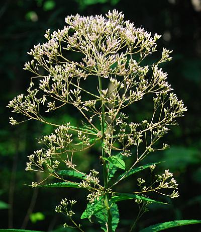 Eutrochium_fistulosum_inflorescence.jpg