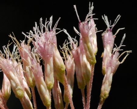 Eutrochium_fistulosum_involucre2.jpg