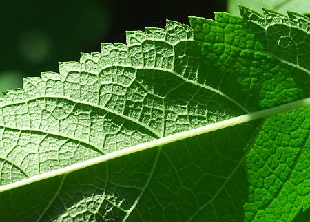 Eutrochium_fistulosum_leaf2.jpg