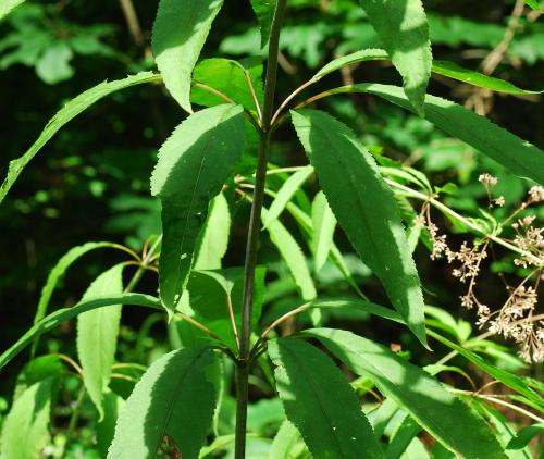 Eutrochium_fistulosum_leaves2.jpg