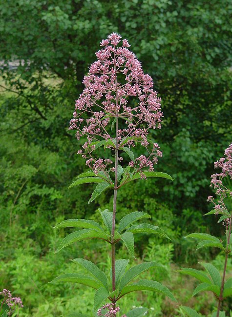 Eutrochium_fistulosum_plant.jpg