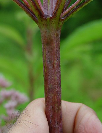 Eutrochium_fistulosum_stem.jpg