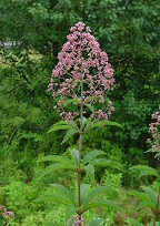 Eutrochium fistulosum thumbnail