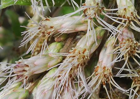 Eutrochium_maculatum_heads.jpg