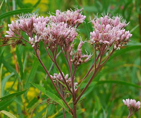 Eutrochium_maculatum_inflorescence.jpg