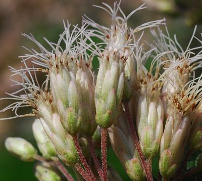 Eutrochium_maculatum_involucres.jpg