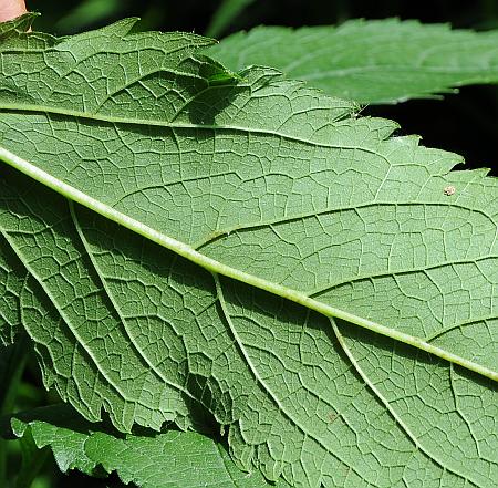 Eutrochium_maculatum_leaf2.jpg