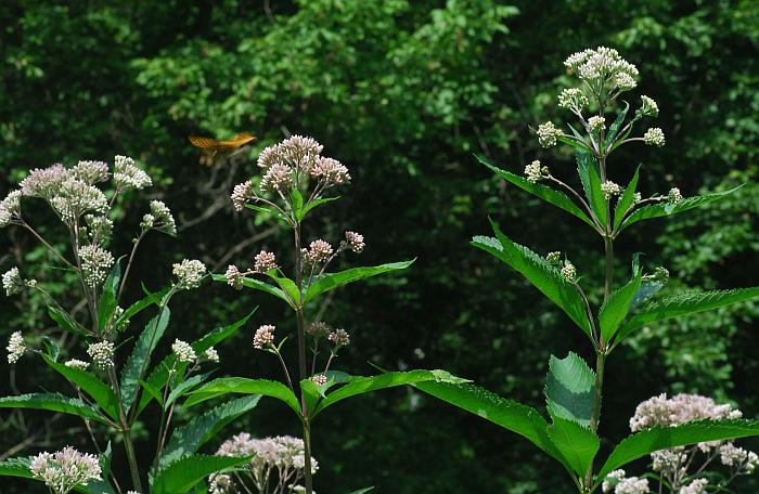 Eutrochium_maculatum_plant.jpg