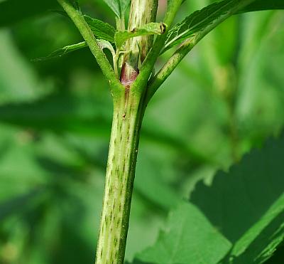 Eutrochium_maculatum_stem.jpg