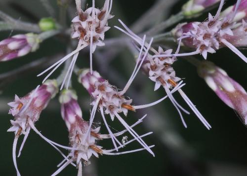 Eutrochium_purpureum_florets.jpg