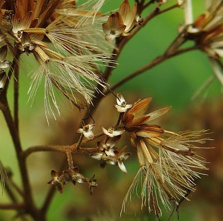 Eutrochium_purpureum_fruits.jpg