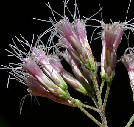 Eutrochium_purpureum_heads.jpg