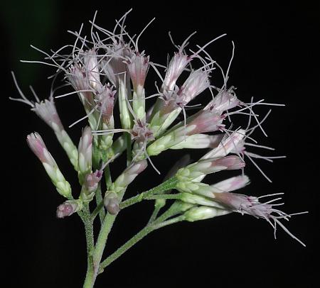 Eutrochium_purpureum_heads2.jpg