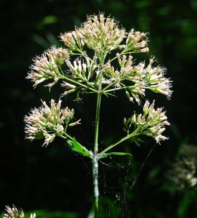 Eutrochium_purpureum_inflorescence.jpg