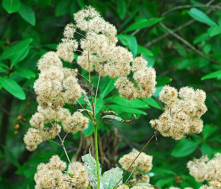 Eutrochium_purpureum_infructescence.jpg