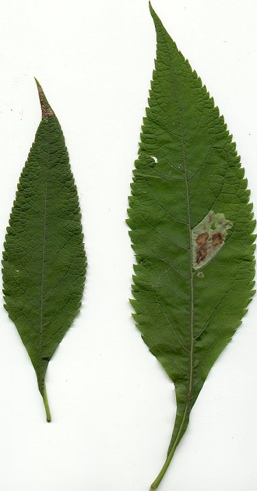 Eutrochium_purpureum_leaves.jpg