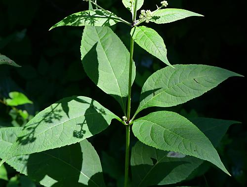 Eutrochium_purpureum_leaves1.jpg