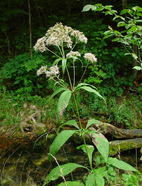 Eutrochium_purpureum_plant.jpg