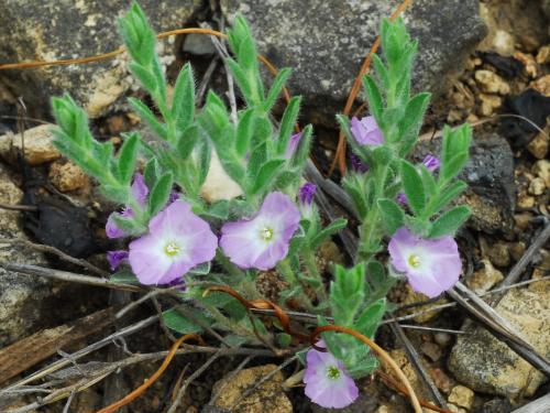 Evolvulus_nuttallianus_plant2.jpg