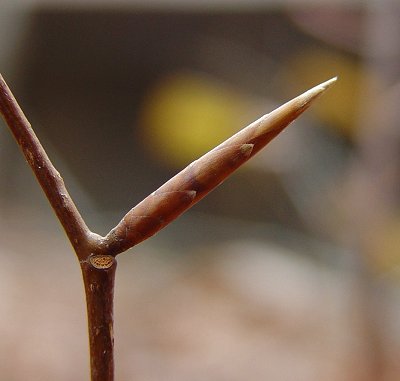 Fagus_grandifolia_bud.jpg