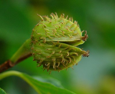 Fagus_grandifolia_fruit.jpg