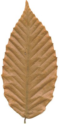 Fagus_grandifolia_leaf.jpg