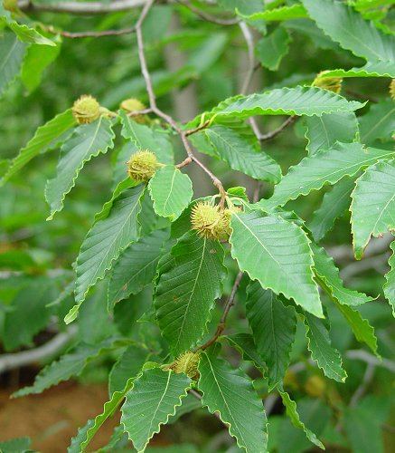 Fagus_grandifolia_plant.jpg