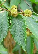 Fagus grandifolia thumbnail