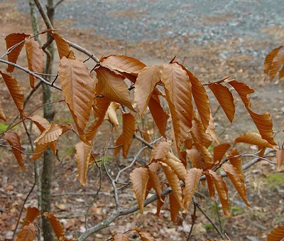 Fagus_grandifolia_winter.jpg