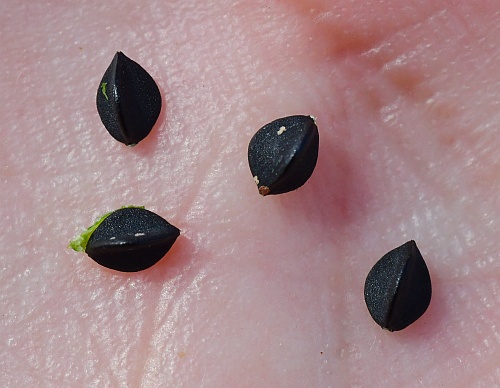 Fallopia_convolvulus_achenes.jpg