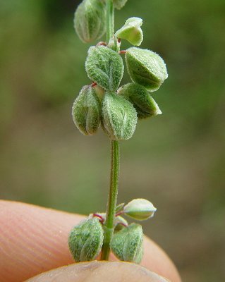 Fallopia_convolvulus_flowers.jpg