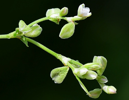 Fallopia_convolvulus_flowers2.jpg