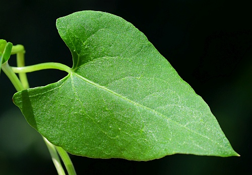 Fallopia_convolvulus_leaf1.jpg