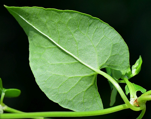 Fallopia_convolvulus_leaf2.jpg
