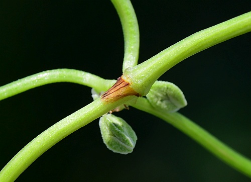 Fallopia_convolvulus_ocrea.jpg
