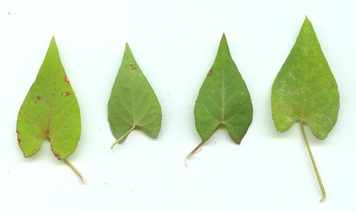 Fallopia_convolvulus_pressed.jpg