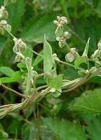 Fallopia convolvulus thumbnail